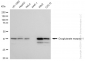 KD-Validated Anti-Oxoglutarate receptor 1 Rabbit Monoclonal Antibody